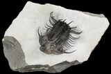 New Trilobite Species (Affinities to Quadrops) - Very Large! #86536-9